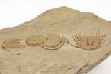 Red Selenopeltis & Asaphellus Trilobites - Fezouata Formation #213141-4
